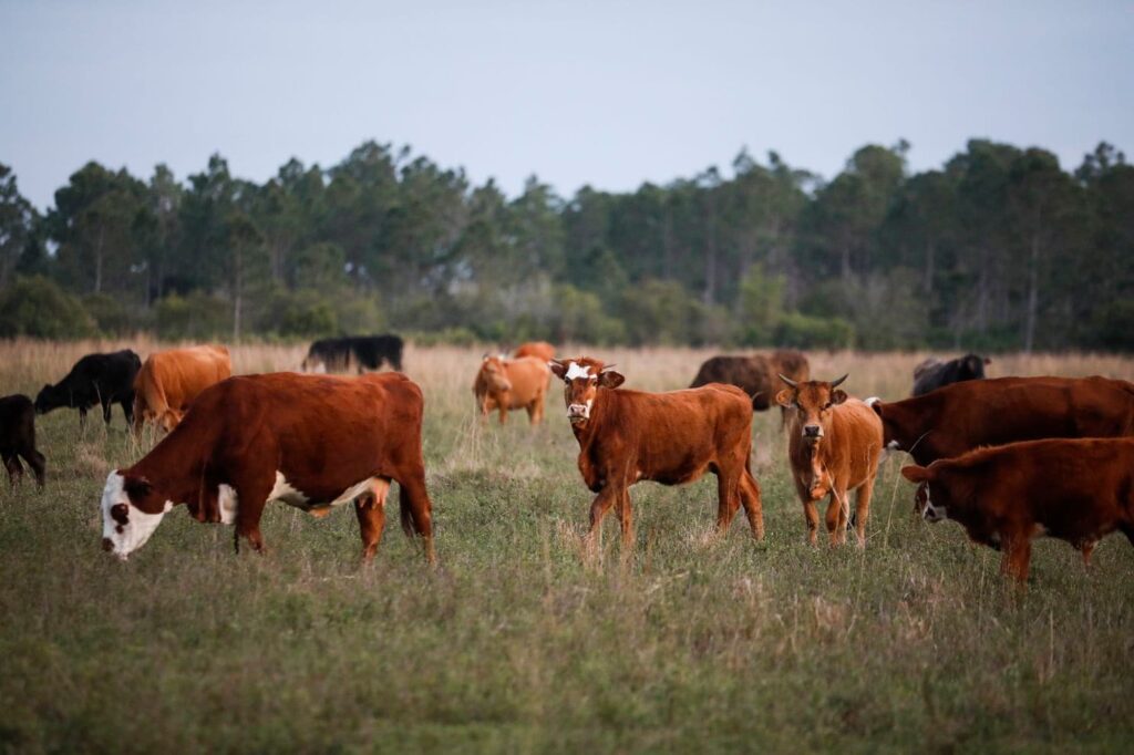 brown cattle graze
